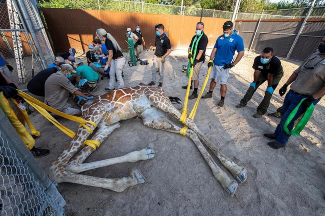 La ciencia imposible: 24 personas operaron a una jirafa con éxito de dos  fracturas - Diario Registrado